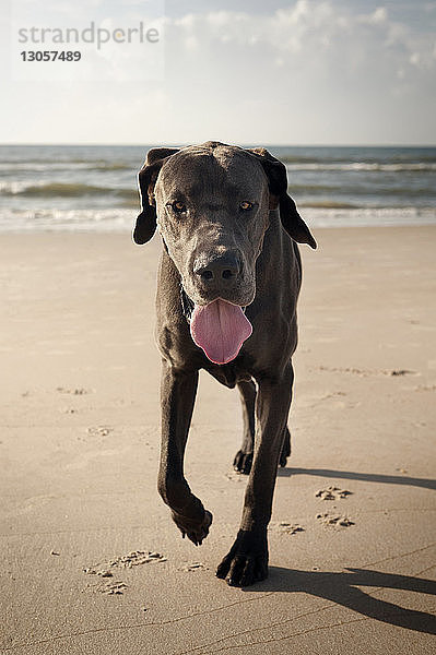 Porträt einer Dogge  die am Strand gegen den Himmel läuft