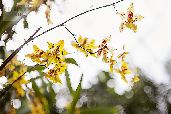 Gelbe Orchideenblüten gegen den Himmel