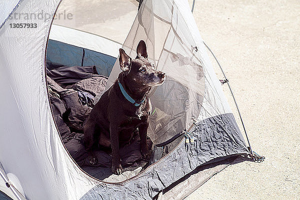 Hochwinkelansicht eines Hundes  der bei sonnigem Wetter im Zelt sitzt und wegschaut