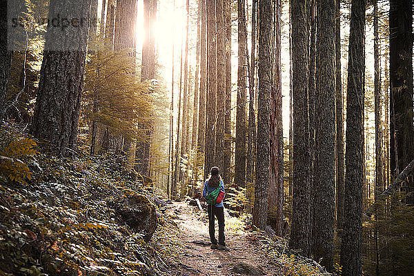 Weibliche Wanderin steht auf Weg zwischen Bäumen im Wald