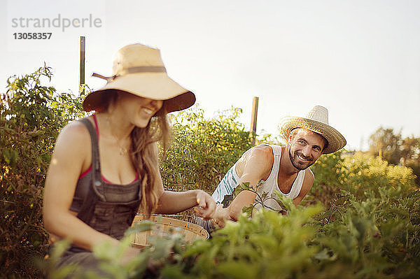 Lächelndes Ehepaar bei der Ernte auf dem Bauernhof bei klarem Himmel