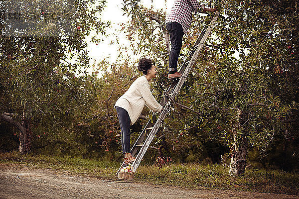 Ehepaar klettert auf Leiter in Apfelplantage