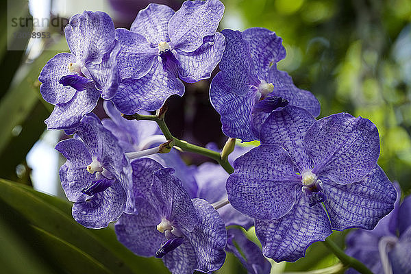 Nahaufnahme von violetten Blumen
