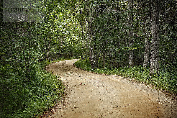 Unbefestigte Straße zwischen Bäumen im Wald