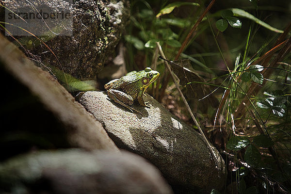 Frosch auf Felsen im Wald