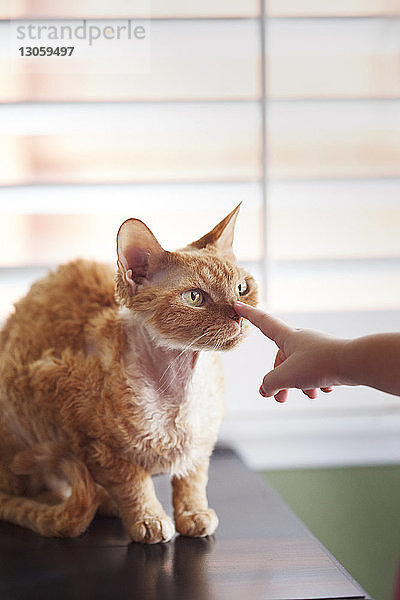 Ausgeschnittenes Bild der Hand eines Mädchens  das eine Katze berührt