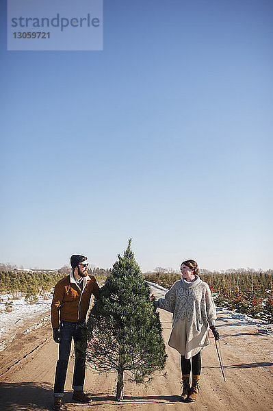 Freunde halten Weihnachtsbaum auf der Straße gegen den klaren blauen Himmel