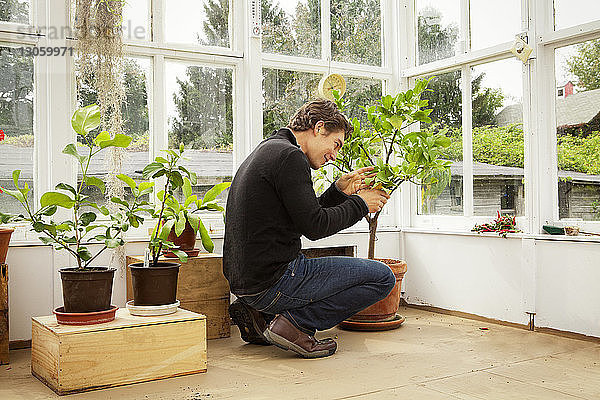 Mann betrachtet Pflanze  während er im Gewächshaus hockt