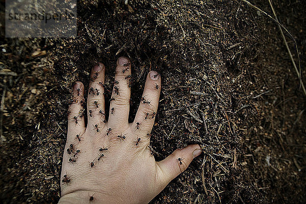 Draufsicht der Hand mit Ameisen auf dem Feld