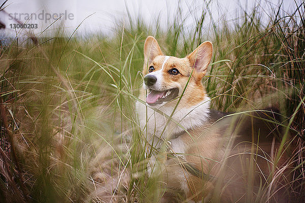 Corgi-Hund im Grasfeld stehend