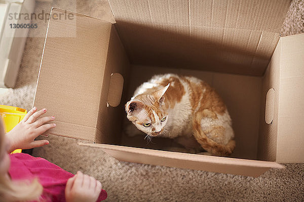 Hochwinkelansicht einer Katze in einem Pappkarton zu Hause