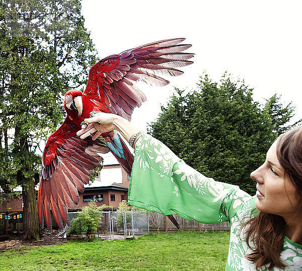 Frau spielt mit Scharlachara auf dem Feld