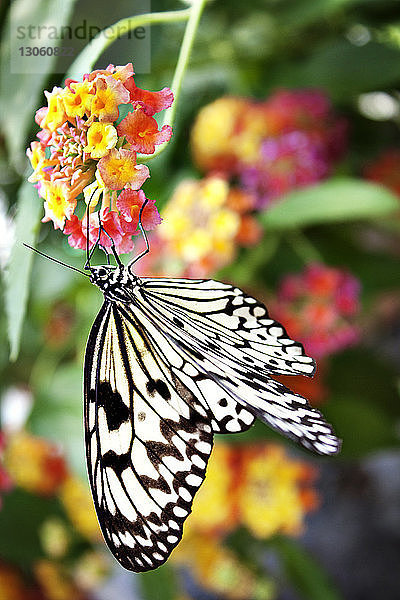 Schmetterling bestäubt Blumen