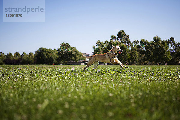 Seitenansicht eines Hundes  der auf einem Grasfeld gegen den Himmel läuft