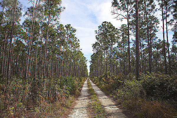 Unbefestigte Straße zwischen Bäumen im Wald gegen den Himmel