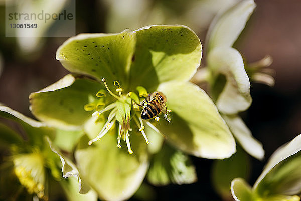 Nahaufnahme einer Honigbiene  die eine grüne Blüte bestäubt