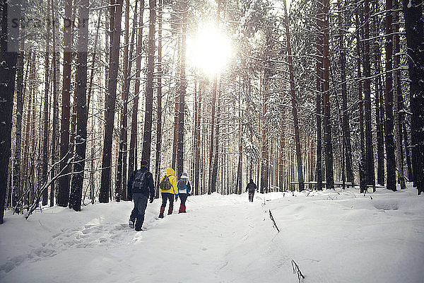 Rückansicht von Freunden beim Spaziergang im verschneiten Wald