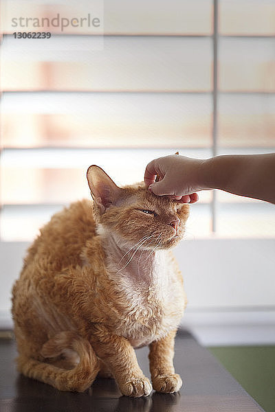 Ausgeschnittenes Bild der die Hand streichelnden Katze eines Mädchens