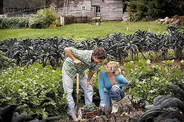 Glückliches Paar erntet Gemüse auf dem Bauernhof