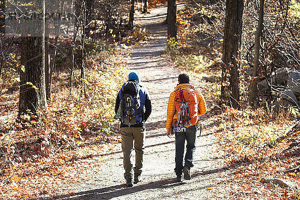 Rückansicht von männlichen Freunden mit Rucksäcken  die im Wald auf der Straße gehen