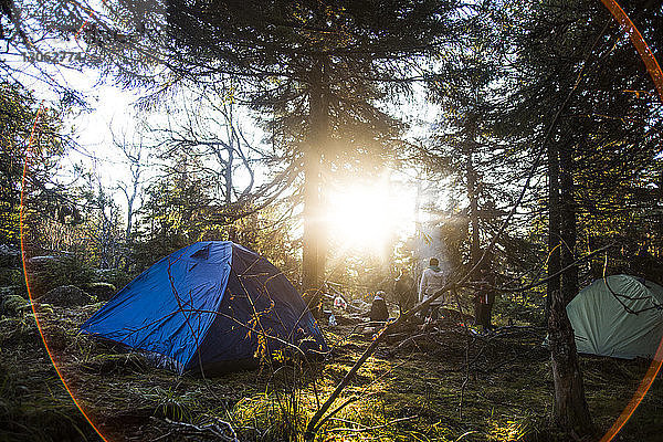 Zelte an Bäumen im Wald an einem sonnigen Tag
