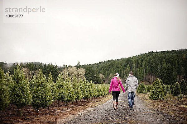 Rückansicht eines Paares  das auf einem Fußweg auf einer Weihnachtsbaumfarm bei klarem Himmel spazieren geht
