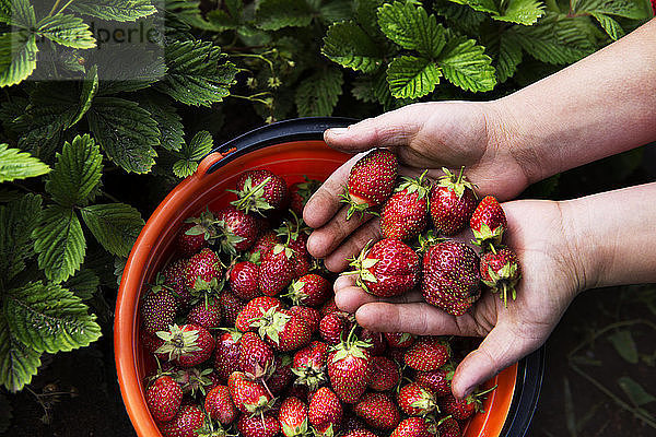 Ausgeschnittenes Bild einer Frau mit Erdbeeren im Betrieb