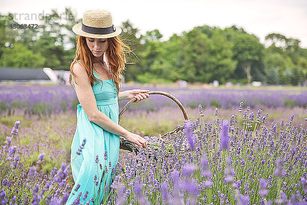 Frau pflückt Blumen  während sie im Lavendelfeld steht