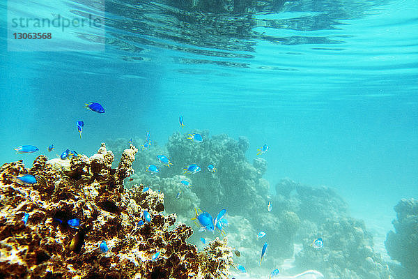 Fische und Korallen unter Wasser