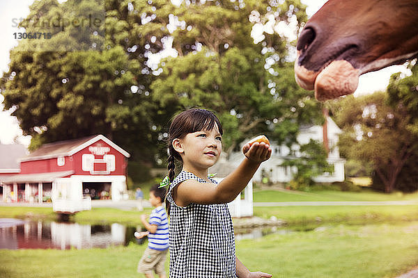 Mädchen füttert Pferd  während sie auf der Ranch steht