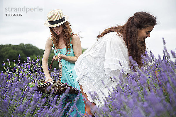 Freunde pflücken Lavendel im Feld gegen den Himmel