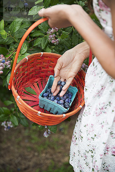 Mittelsektion einer Frau  die Beeren während der Ernte auf dem Bauernhof in einem Karton aufbewahrt