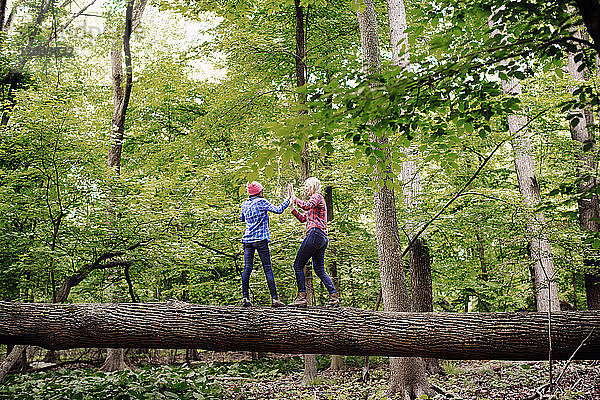 Verspielte Freunde stehen auf einem Baumstamm im Wald