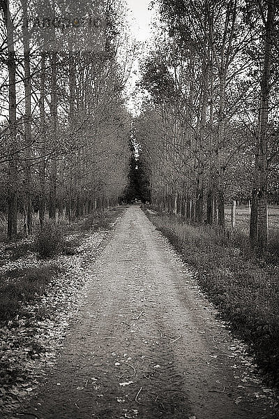 Unbefestigte Straße inmitten von Bäumen