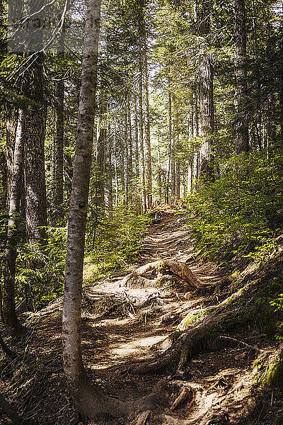 Fußweg im Wald