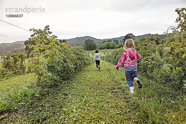 Rückansicht von Mädchen  die auf dem Feld in der Farm laufen