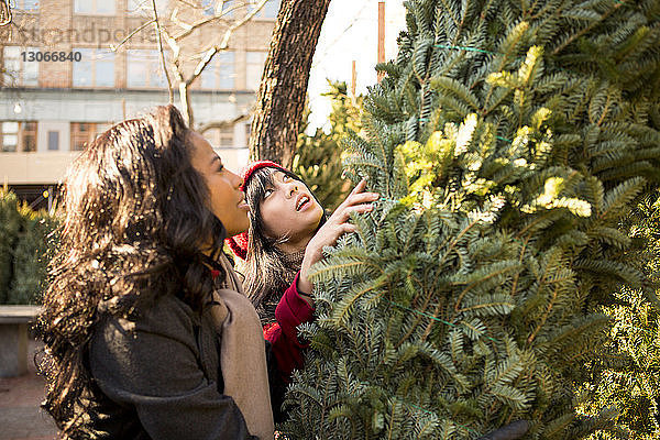 Freunde picken Weihnachtsbaum im Display