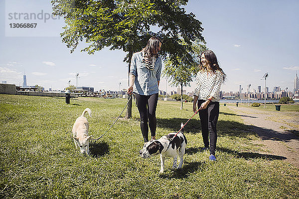 Glückliche Frauen gehen mit Hunden auf dem Grasfeld des Parks spazieren