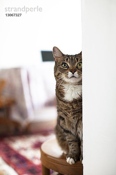 Katze schaut auf  während sie zu Hause auf einem Hocker sitzt