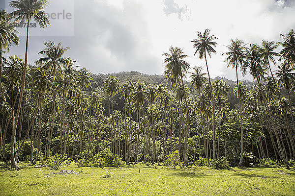 Ruhiger Blick auf Kokospalmen vor bewölktem Himmel