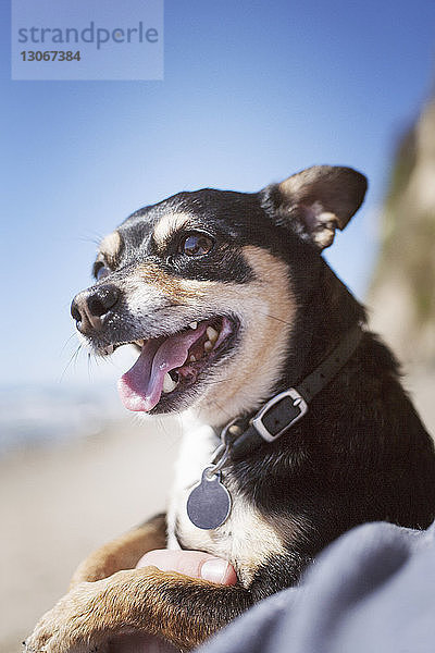 Beschnittenes Bild eines Mannes  der einen Hund hält