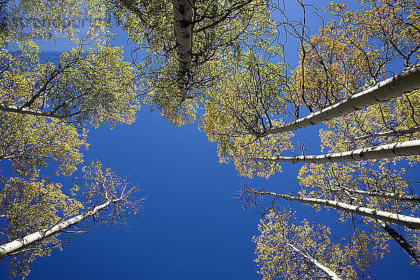 Direkt unter den Bäumen bei strahlend blauem Himmel