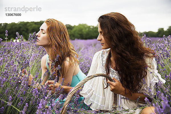 Frauen pflücken Lavendelblüten in der Hocke im Feld