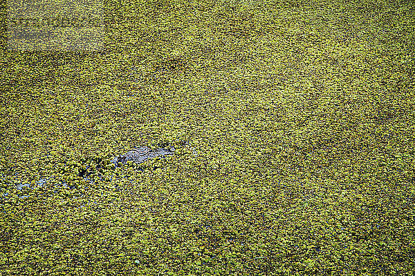 Hochwinkelaufnahme eines Krokodils im Sumpf