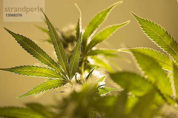 Nahaufnahme einer im Freien wachsenden Marihuana-Pflanze