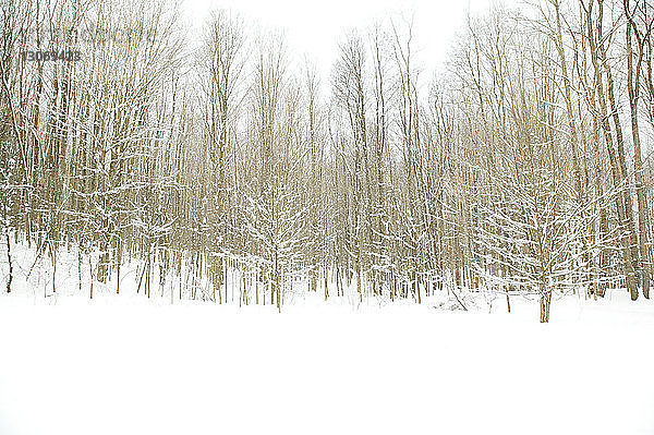 Szenische Ansicht von Bäumen auf schneebedecktem Feld