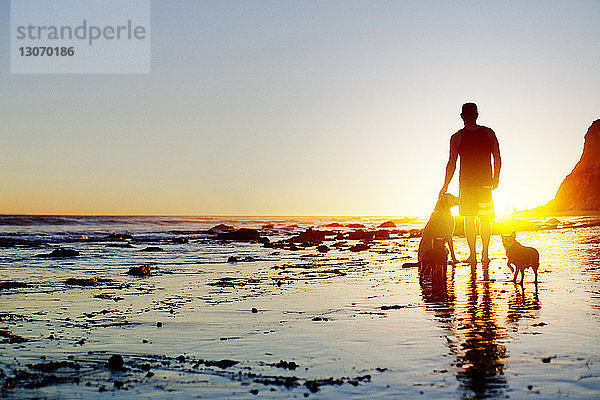 Rückansicht eines Mannes mit Hunden  der am Strand am Ufer steht