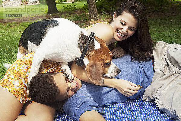 Glückliches Paar spielt mit Beagle im Park