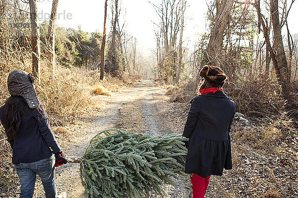 Freunde tragen einen Tannenbaum zu Weihnachten