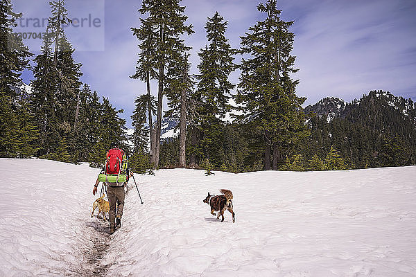 Rückansicht eines Wanderers mit Hunden auf schneebedecktem Feld